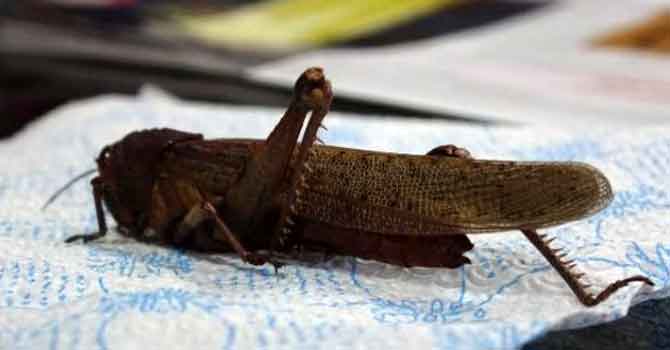 İran'ı istila eden çekirge türünün Hakkari'de görüldüğü iddiası, Bakanlığı harekete geçirdi