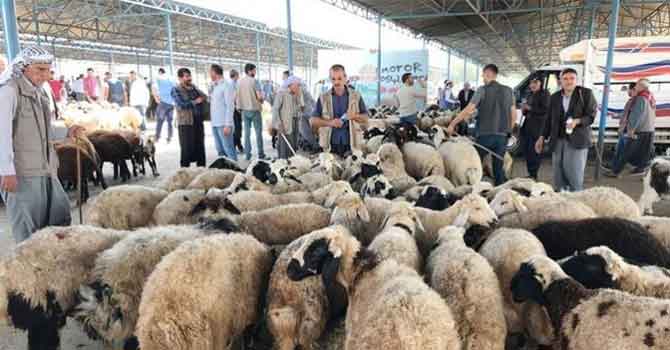 Bölgedeki en büyük hayvan pazarı kapatıldı