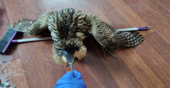 Yüksekova'da bulunan balıkçıl kuşu koruma altına alındı