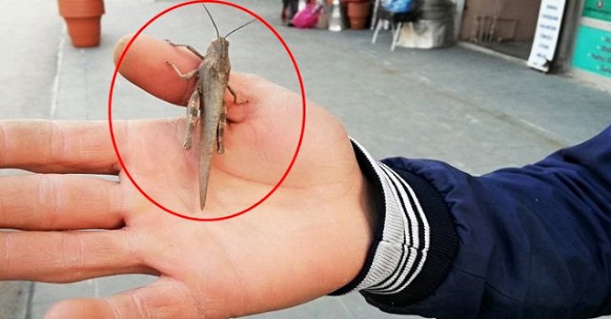 Çöl çekirgeleri Şemdinli'de görüldü