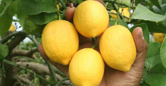 Limon ihracatı izne bağlandı