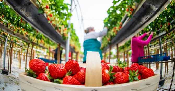 Fransa'da işsizler tarlalarda gönüllü çalışacak