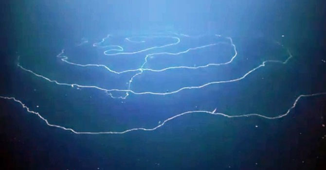 50 metre uzunluğunda deniz canlısı bulundu