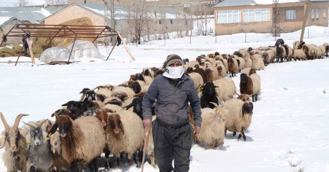 Korona günlerinde Hakkari'de besicilik!