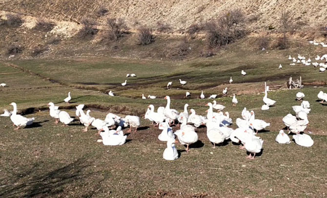 Kaz çiftliğinde et, yumurta ve civciv siparişlerine yetişemiyor