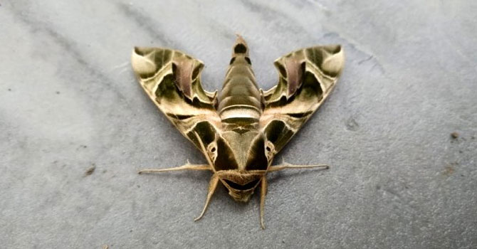 Yüksekova'da askeri kamuflaj desenli 'Mekik Kelebeği' bulundu