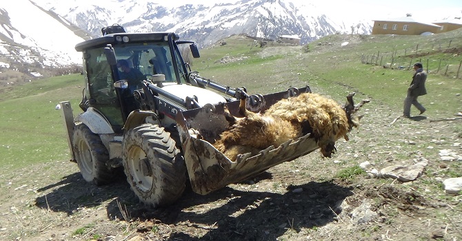 Hakkari'de Ayı'nın telef ettiği 50 koyun toprağa gömüldü