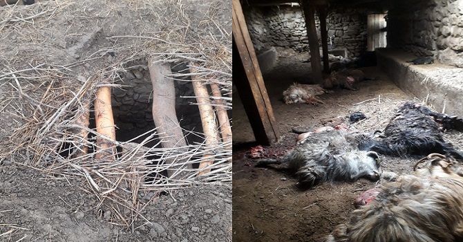 Aç Ayı, Hakkari'de katliam yapmaya devam ediyor: 25 koyunu daha telef etti