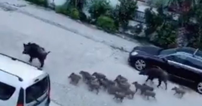 Marmaris'te domuz sürüsü