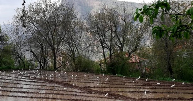 Göçmen kuşlar Çukurca'yı mesken tuttu