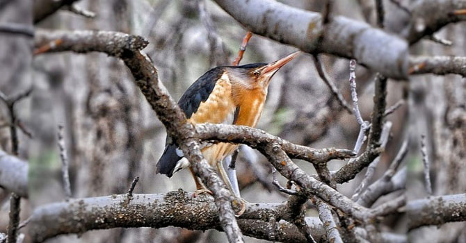 Hint Balıkçıl Kuşu Yüksekova’da görüldü
