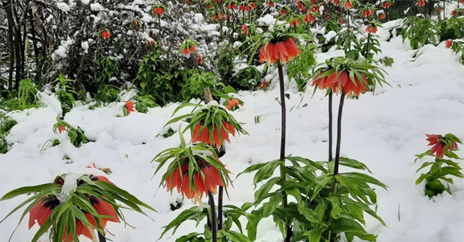 Bahçesaray'da açan ters laleler karla bir başka güzel