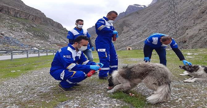 Hakkari’de Sokak hayvanları unutulmadı