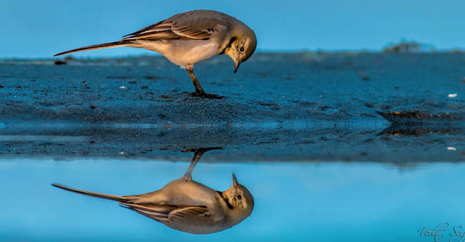 UNESCO Dünya Mirası Daimi Listesi'ne aday deltada, 359 kuş türü yaşıyor