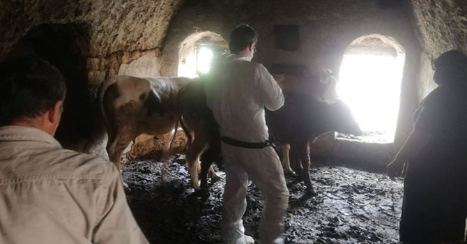 Mardin'de yıldırım düştü: Hayvan otlatan Ramazan öldü, kardeşi ağır yaralı