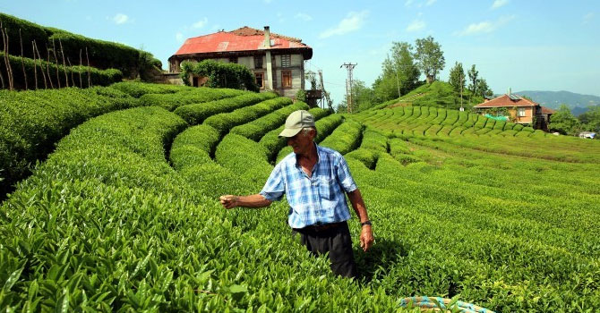 İlk hasat alınmazsa çay tarlada kalacak