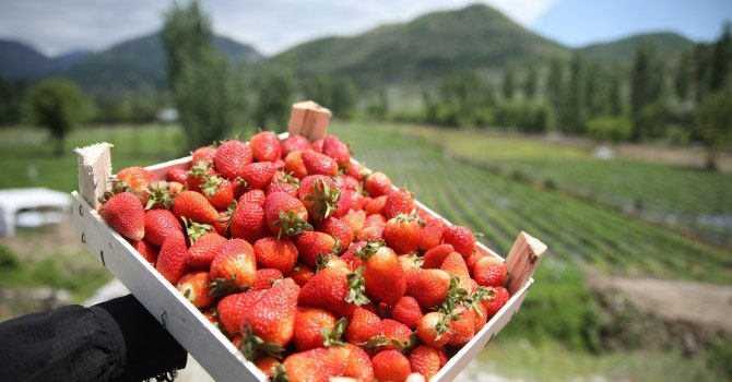 Sason’da çilek hasadı başladı