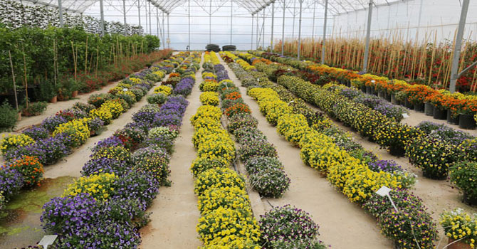 Salgın nedeniyle dalında kaldı