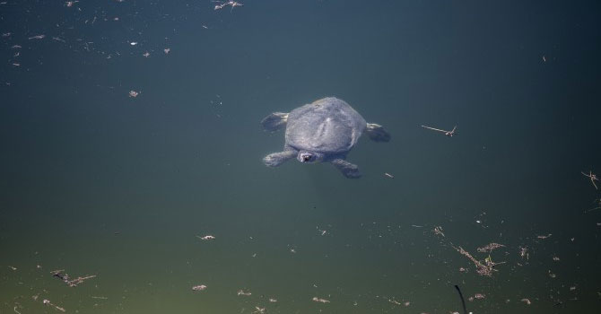 Hasankeyf'te Fırat Kaplumbağası görüntülendi