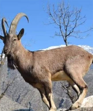 Yüksekova'da dağ keçileri görüntülendi