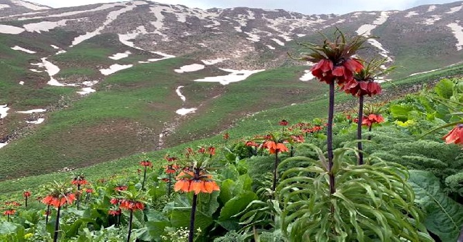 Karlı dağlarla bütünleşen ters laleler görsel şölen oluşturdu