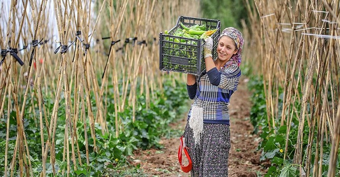 Çukurca’da Ekolojik Tarım II Cihat Ayar yazdı...