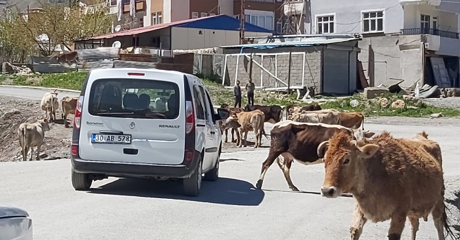 Hakkari'de Başıboş İnek sorunu bitmedi!