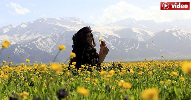 Yüksekova'da dağda kar, ovada sarı çiçekler