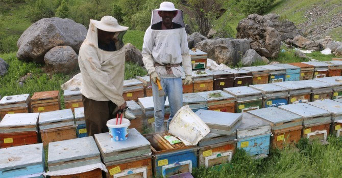 Hakkarili arıcıları hem salgın hem yağış vurdu