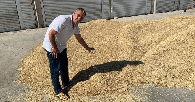 Bölgede sezonun ilk arpa hasadı