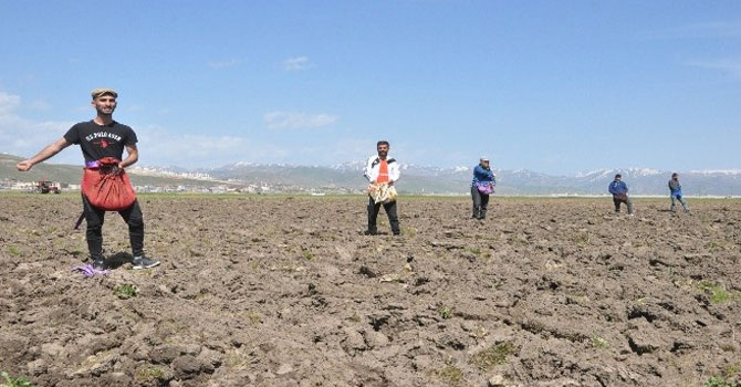 Şarkılar eşliğinde tohum serpip ekim yaptılar