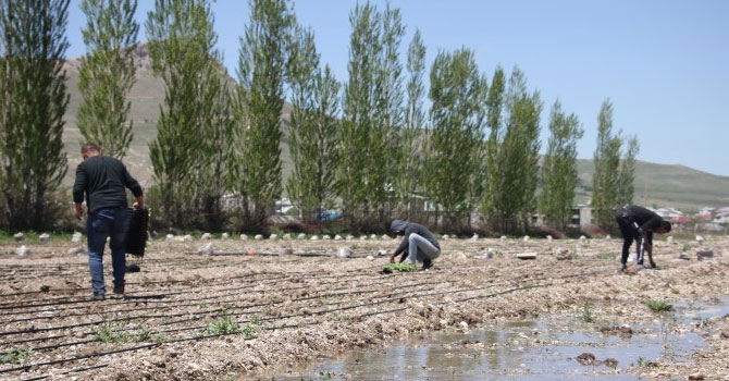 Üreten bir toplum için organik tarım