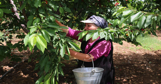 Tarım işçisi kadınların 40 derece sıcakta zorlu mesaisi