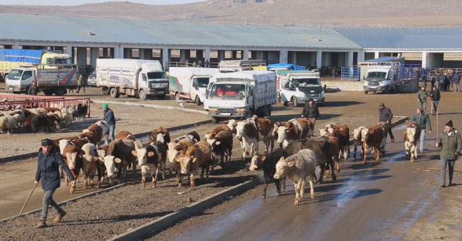 Ağrı’da hayvan pazarları açılıyor
