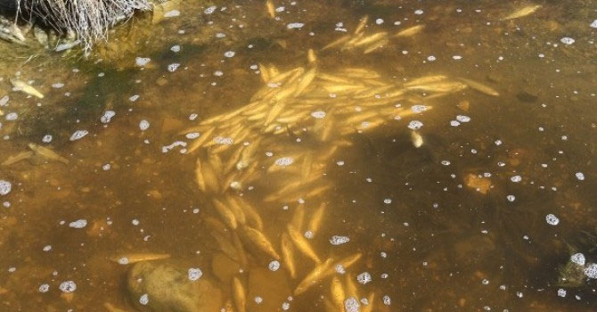 İnci Kefali yüksek su sıcaklığından ölüyor