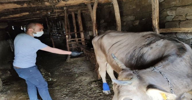 Bataklığa saplanan tek geçim kaynağına kavuştu