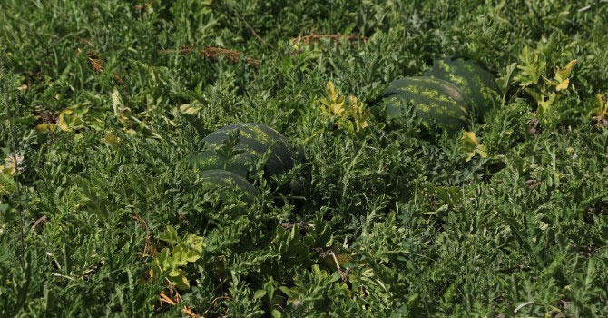 Erkenci karpuzun hasadı başladı