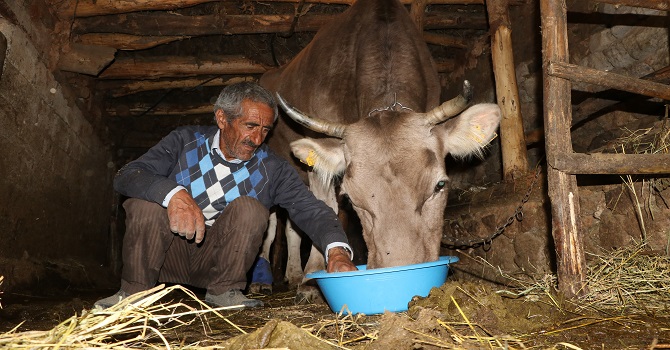 Bataklıktan kurtarılan ineğini artık yalnız bırakmıyor