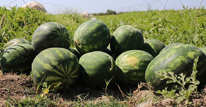 İran karpuzuna yüzde 300 vergi zammı