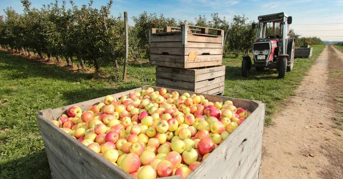 AB gıda üretiminde ekolojik dönüşüme hazırlanıyor