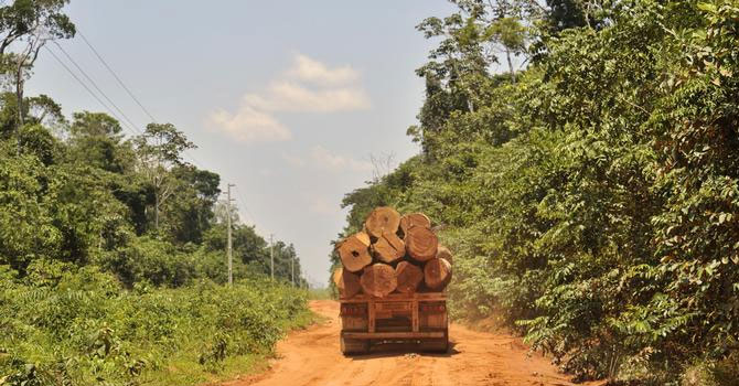 WWF: Korona döneminde orman katliamı yüzde 150 arttı