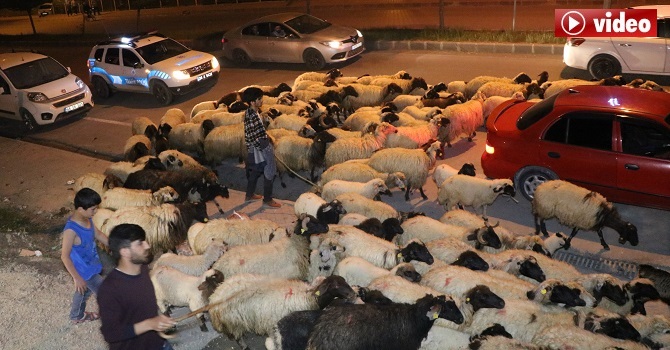 Hakkari'de Polisler, Koyun sürüsüne eskortluk yaptı