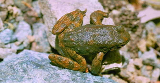 Türkiye’de Kurbağalar Aşırı Hasat Riskiyle Karşı Karşıya