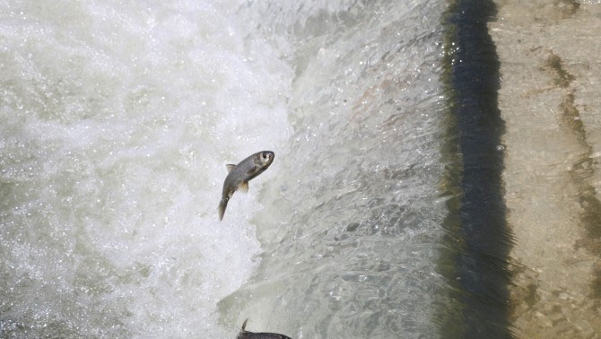 İnci kefalinin çöp yığını arasındaki göçü!