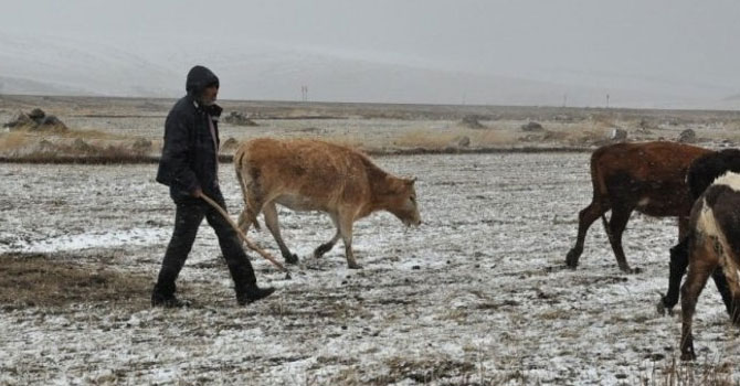 Mayıs ayında Çorum'da 45 hayvan donarak öldü