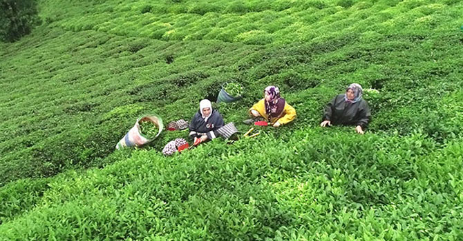 Çay üreticileri bahçede