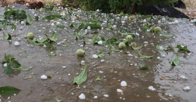 Dolu fıstığı vurdu