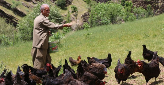Köyüne dönüp tavuk yetiştiriciliği yapıyor