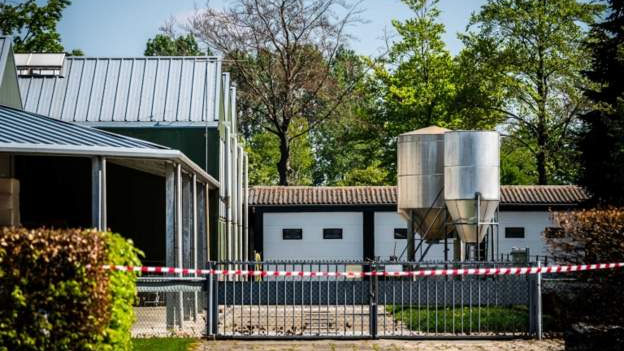 WHO: Koronavirüsün hayvandan insana bulaşması ilk kez Hollanda’da gözlemlenmiş olabilir