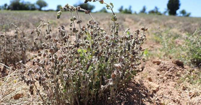 'Dünyanın kekik ambarı'nı zirai don vurdu